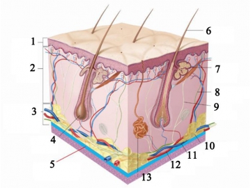 3D HIFU Ultraschall Gerät, HIFU Lifting, Hautverjüngung